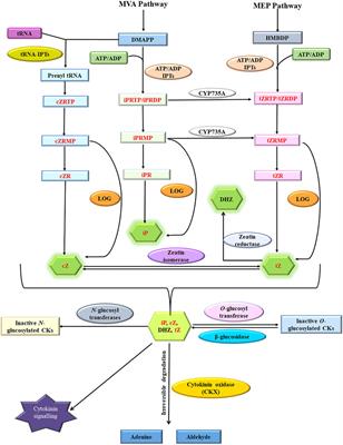 Killing two birds with a single stone—genetic manipulation of cytokinin oxidase/dehydrogenase (CKX) genes for enhancing crop productivity and amelioration of drought stress response